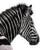Investec logo