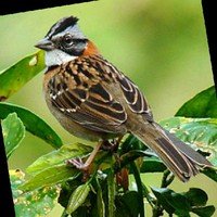 Lilica Ripilica profile photo